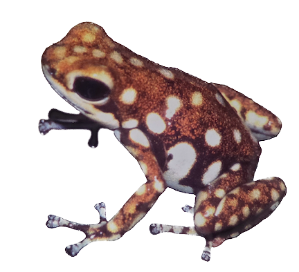 028 Polkadot Poison Frog