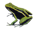 029 Three-Striped Poison Frog