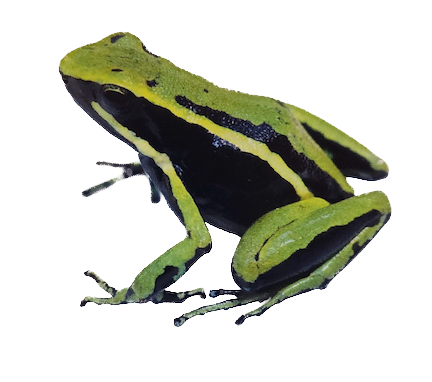 029 Three-Striped Poison Frog