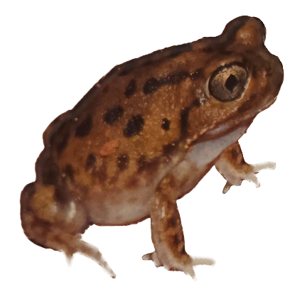 030 Shoemaker Frog
