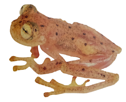 031 Napo Glass Frog