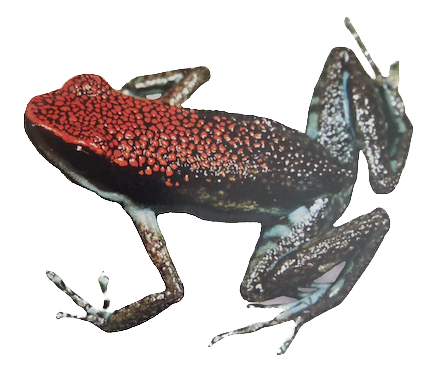 032 Ruby Poison Frog