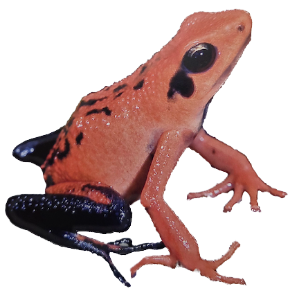 033 Silverstone's Poison Frog