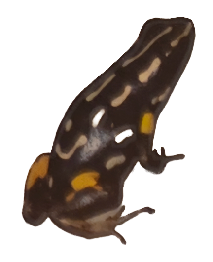 034 Brazil-Nut Poison Frog