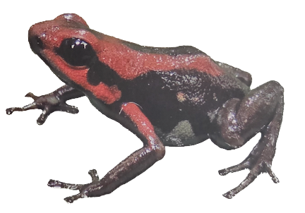 035 Cauca Poison Frog