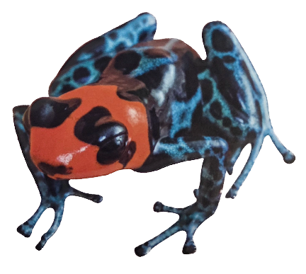 036 Blessed Poison Frog