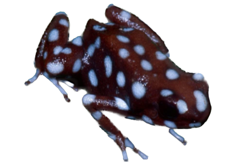 037 Maranon Poison Frog