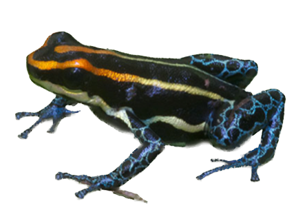 038 Red Uakari Poison Frog
