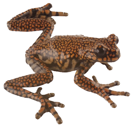 039 Prince Charles' Stream Tree Frog