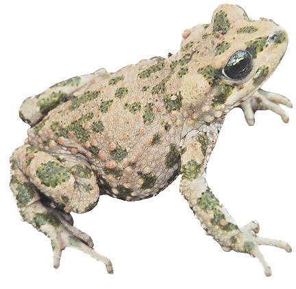 041 Tiznit Toad