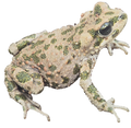 041 Tiznit Toad
