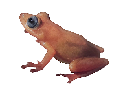 042 Blue-Eyed Frog