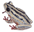 043 Painted Reed Frog