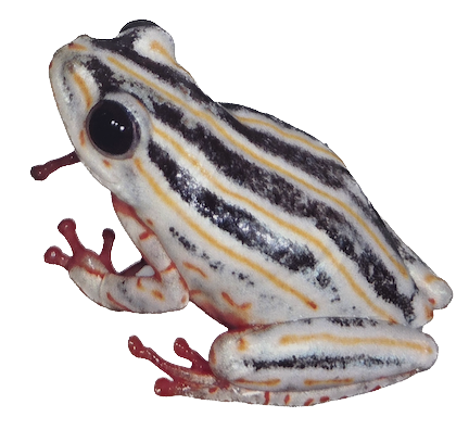 043 Painted Reed Frog
